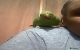 Ringnecks birds for sale: Handreared and Tame baby Indian ringneck - Image 7