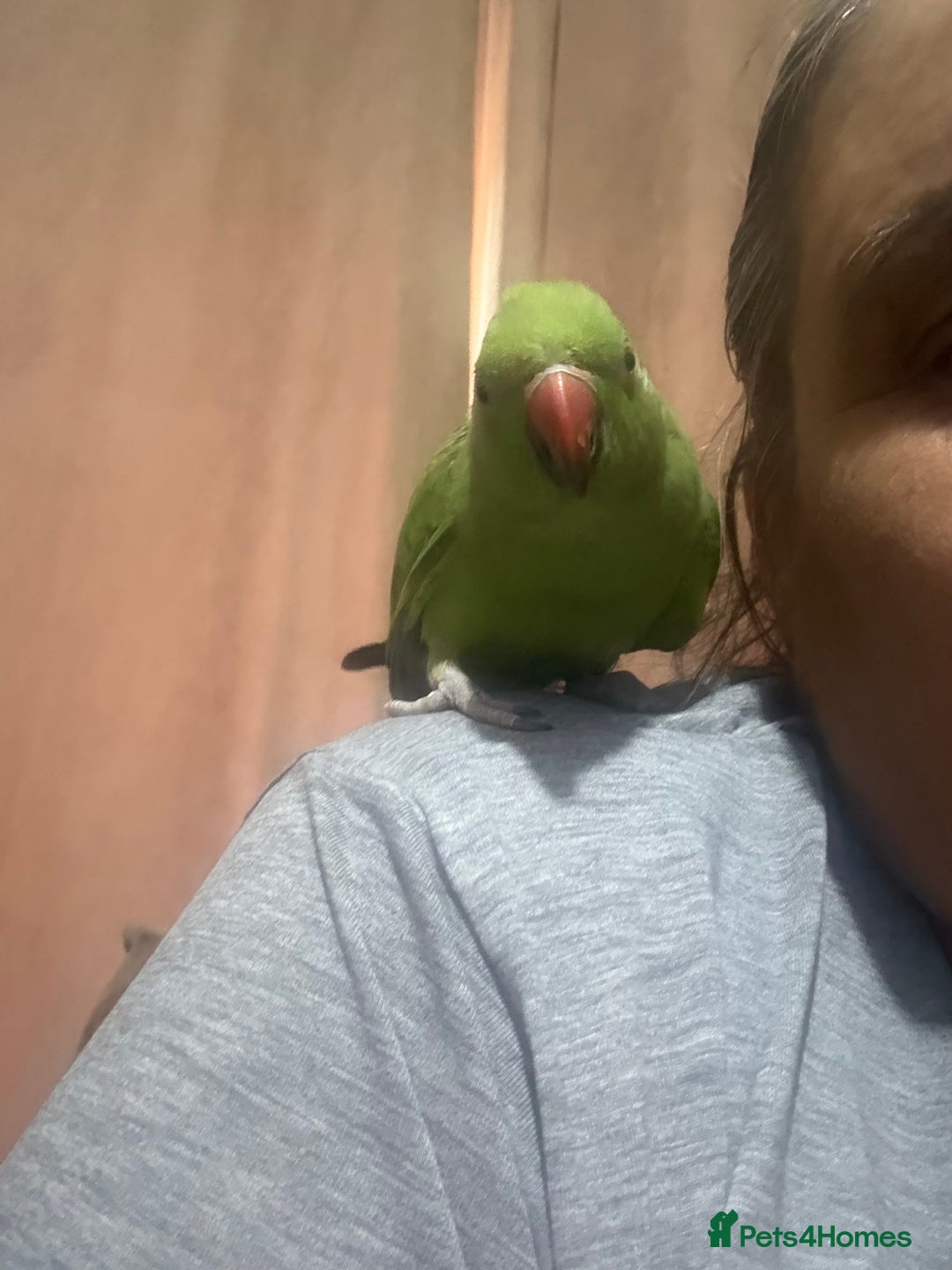 Ringnecks birds for sale: Handreared and Tame baby Indian ringneck - Image 7