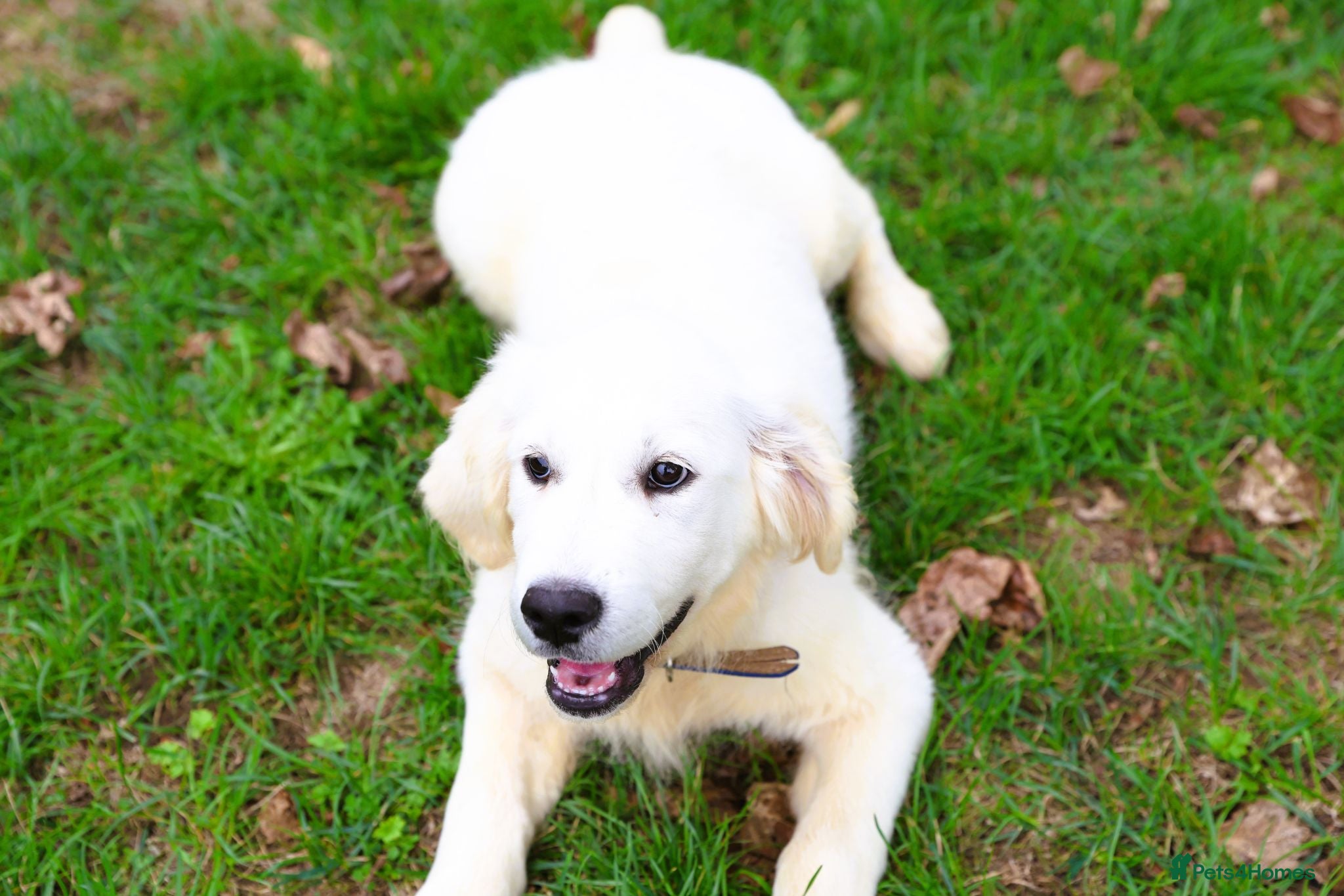 Golden Retriever dogs Purpose Bred Puppies for Assistance & Family Homes - Advert 2