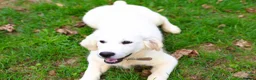 Golden Retriever dogs for sale: Purpose Bred Puppies for Assistance & Family Homes - Advert 2