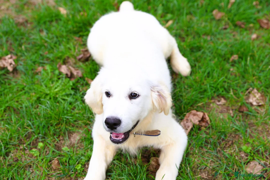 Golden Retriever dogs for sale: Purpose Bred Puppies for Assistance & Family Homes - Advert 2