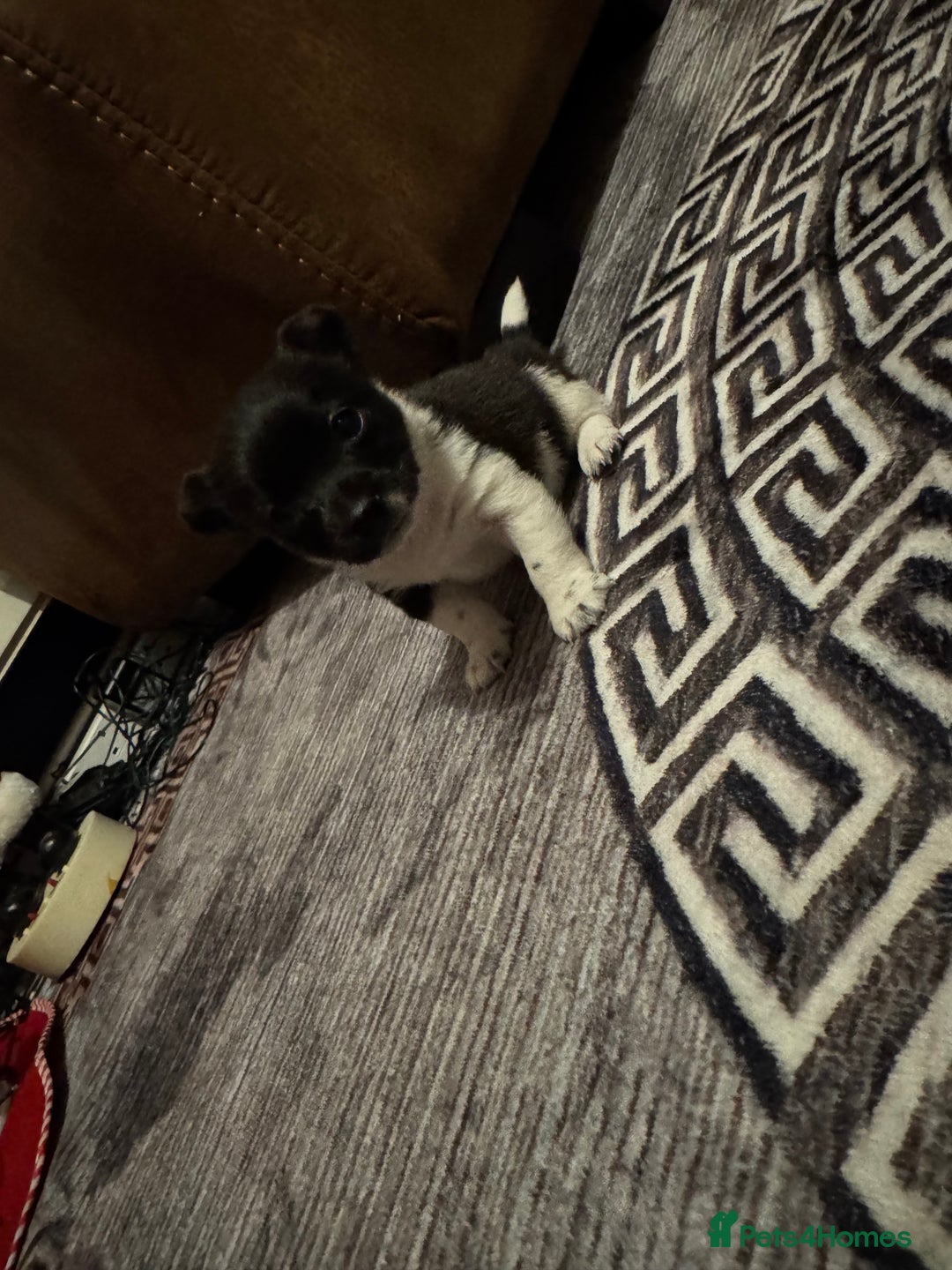 Mixed Breed dogs for sale: Beautiful chihuahua cross Jack Russell puppy  - Advert 7