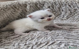 British Shorthair cats for sale: British shorthair and longhair  - Image 15