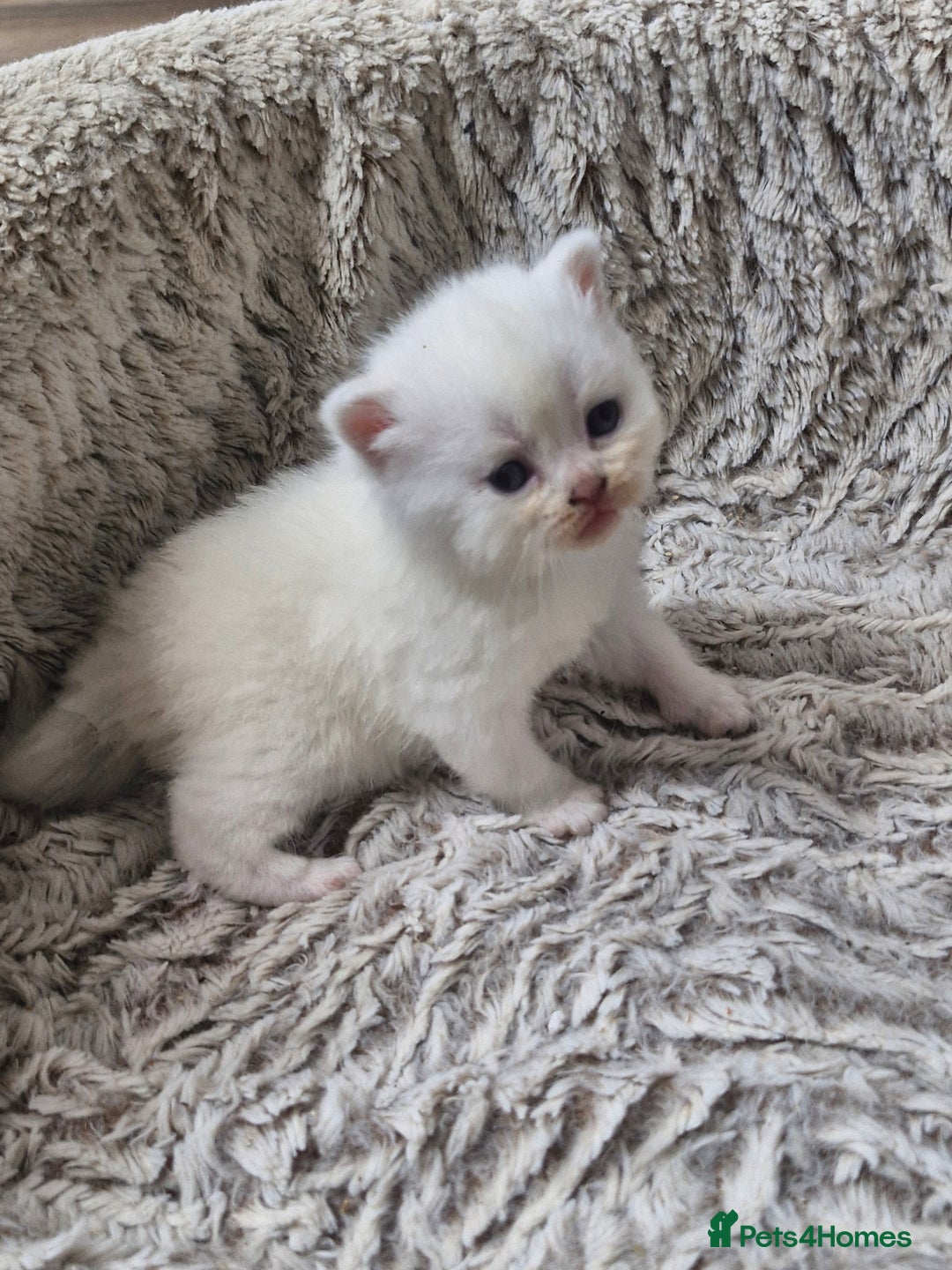 British Shorthair cats for sale: British shorthair and longhair  - Image 15
