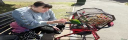 Conures birds for sale: 3 female conures in Stoke-on-Trent - Advert 13