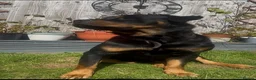 Rottweiler dogs for sale: Loving male Rottweiler Dougie  in Minehead - Advert 3