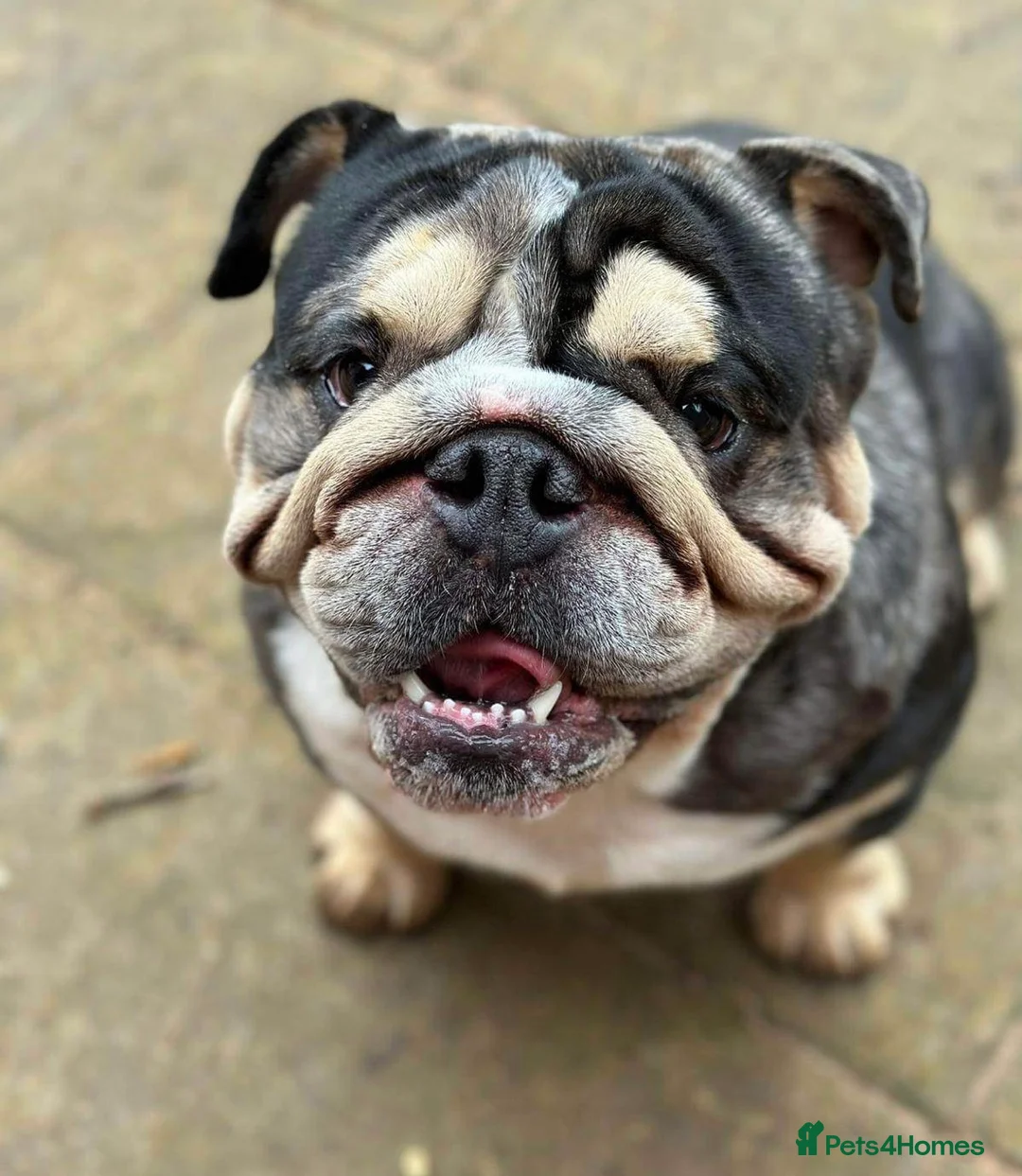 English Bulldog dogs for stud: 🌟Otis English Bulldog @stud in Telford - Advert 7