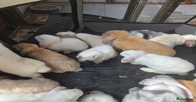Mini Lop rabbits - Advert 4