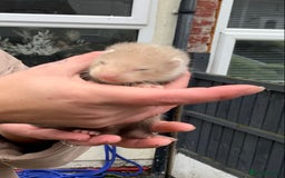Ferret rodents for sale: Ferret kits and adults of va ages read descr  - Image 5