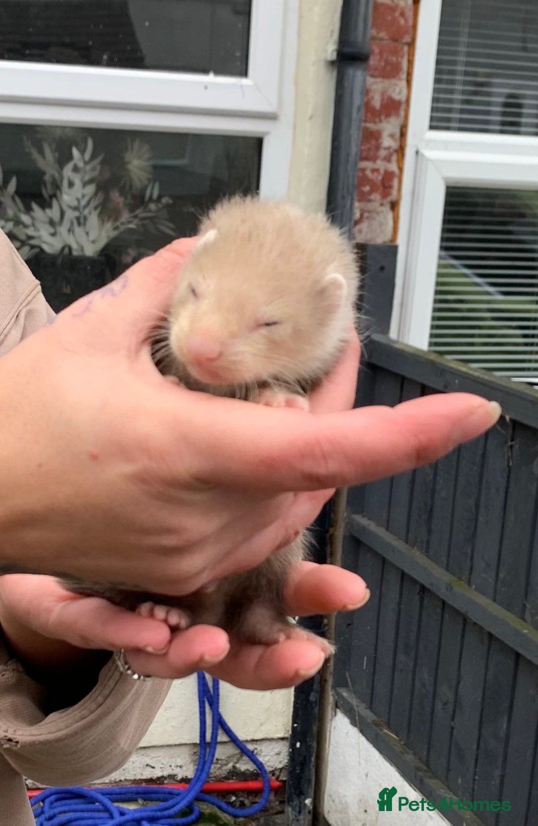 Ferret rodents for sale: Ferret kits and adults of va ages read descr  - Image 5