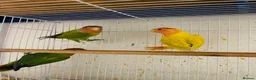 Lovebirds birds for sale: lovebirds for sale - Advert 5