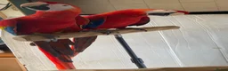 Macaws birds for sale: Pair of Scarlet Macaws - Advert 7
