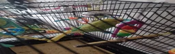 Budgerigars birds for sale: Male Budgie with cage and everything you need - Advert 2