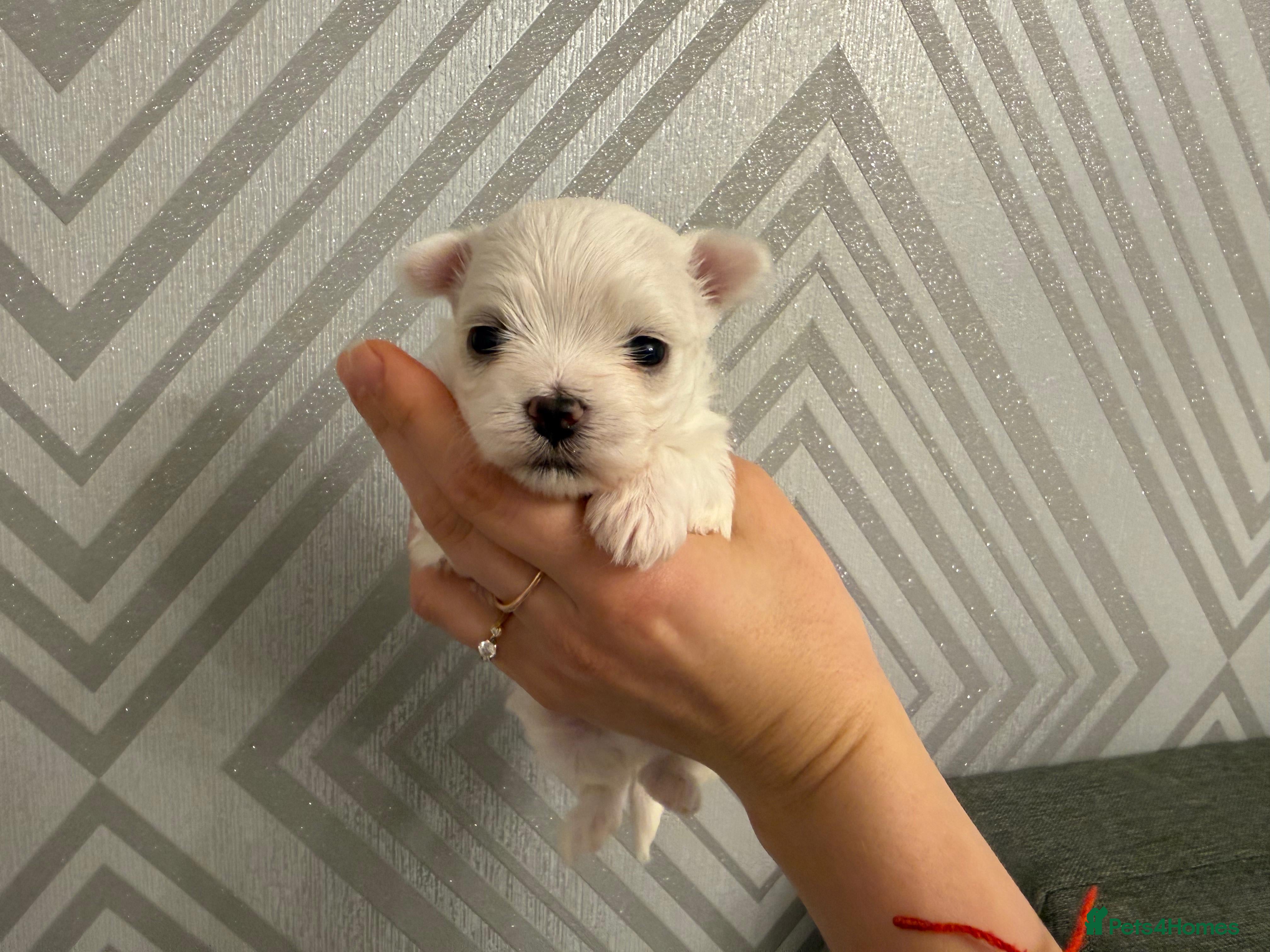 Maltese dogs Pedigree Maltese from Champion parents  - Advert 9