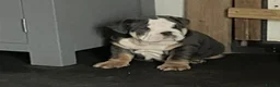 English Bulldog dogs for sale: KC Reg British Bulldog  - Advert 5