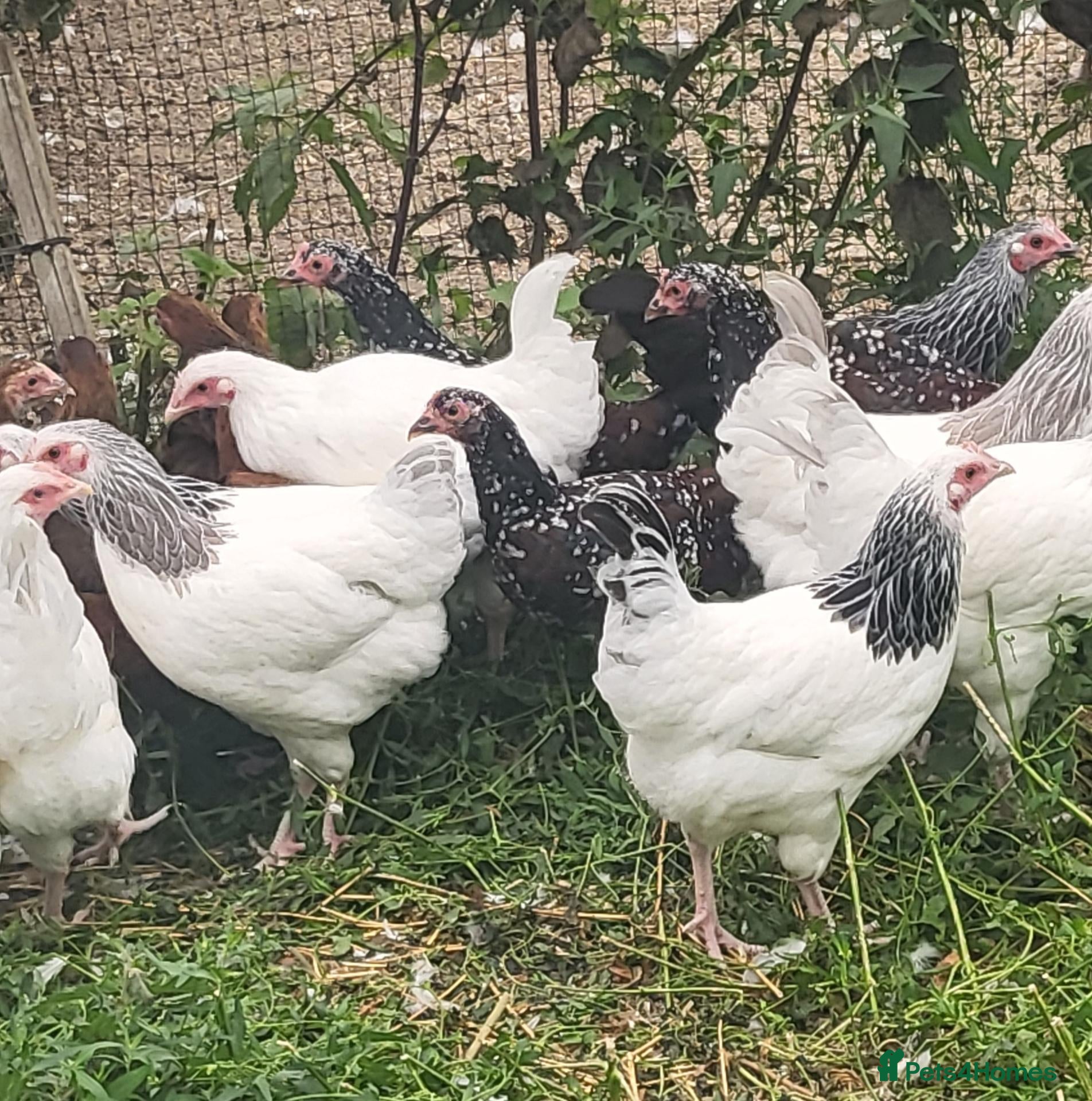 Chickens poultry POL Sussex bantam hens in a range of colours - Advert 2