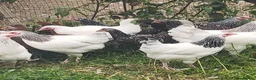 Chickens poultry for sale: POL Sussex bantam hens in a range of colours in Rugby - Advert 1
