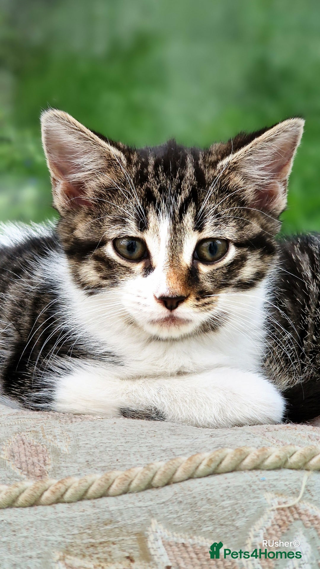 Domestic Shorthair cats for sale: Sweet Kittens *ready now* - Image 14