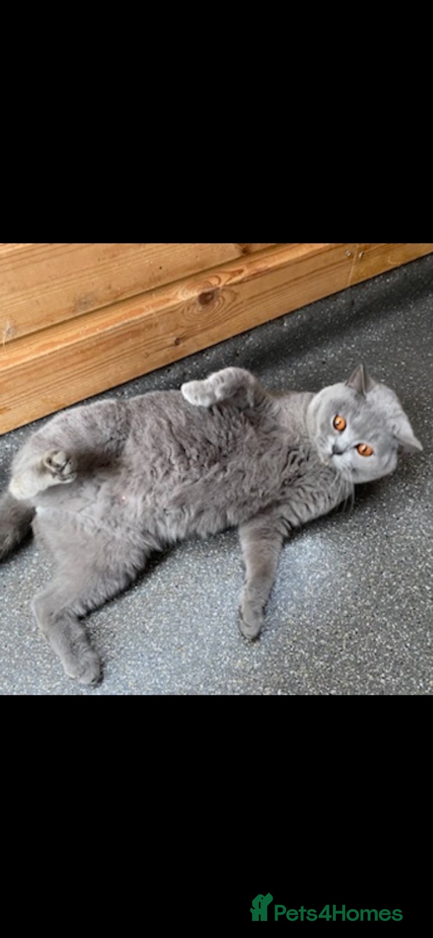 British Shorthair cats for sale: Stunning friendly Retired Queen  - Advert 2