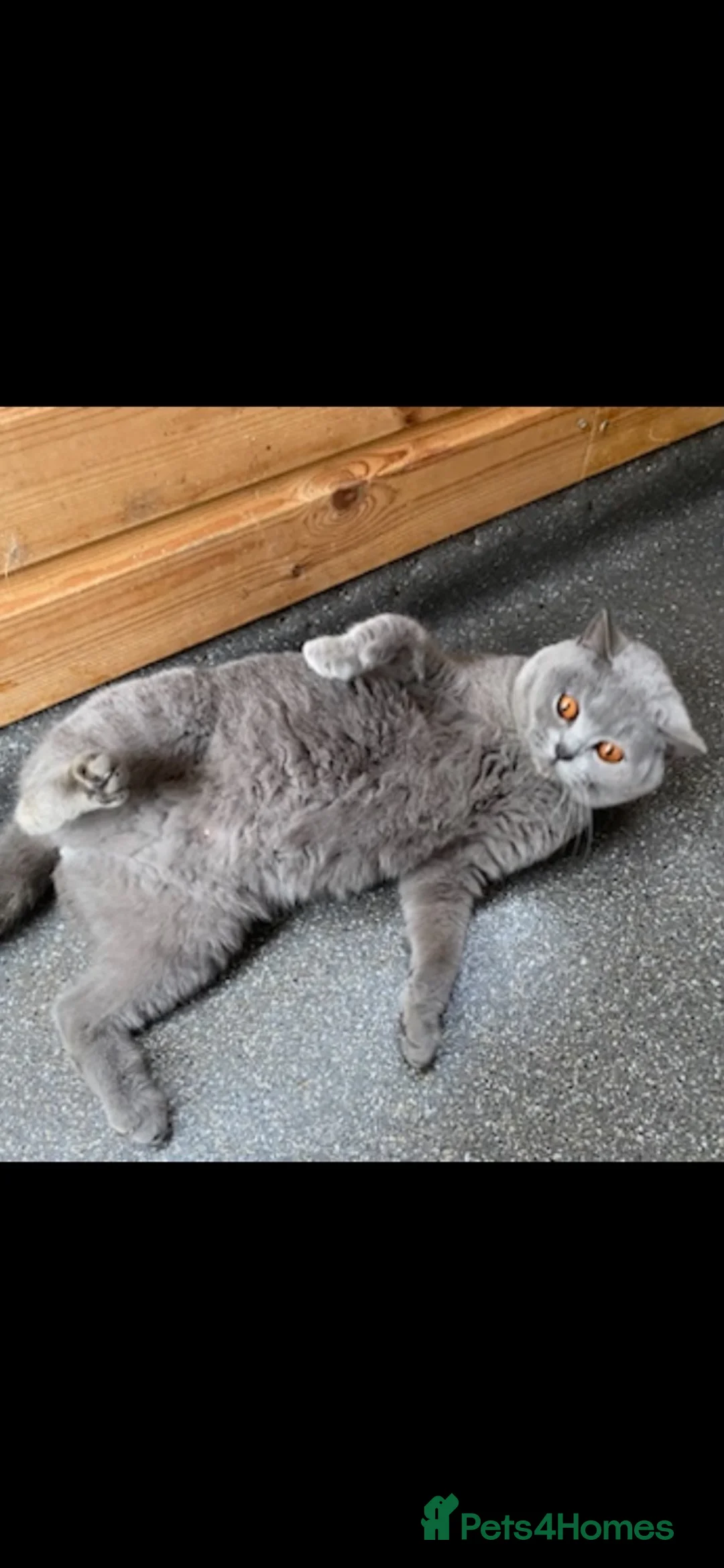 British Shorthair cats for sale: Stunning friendly Retired Queen  in Herne Bay - Advert 2