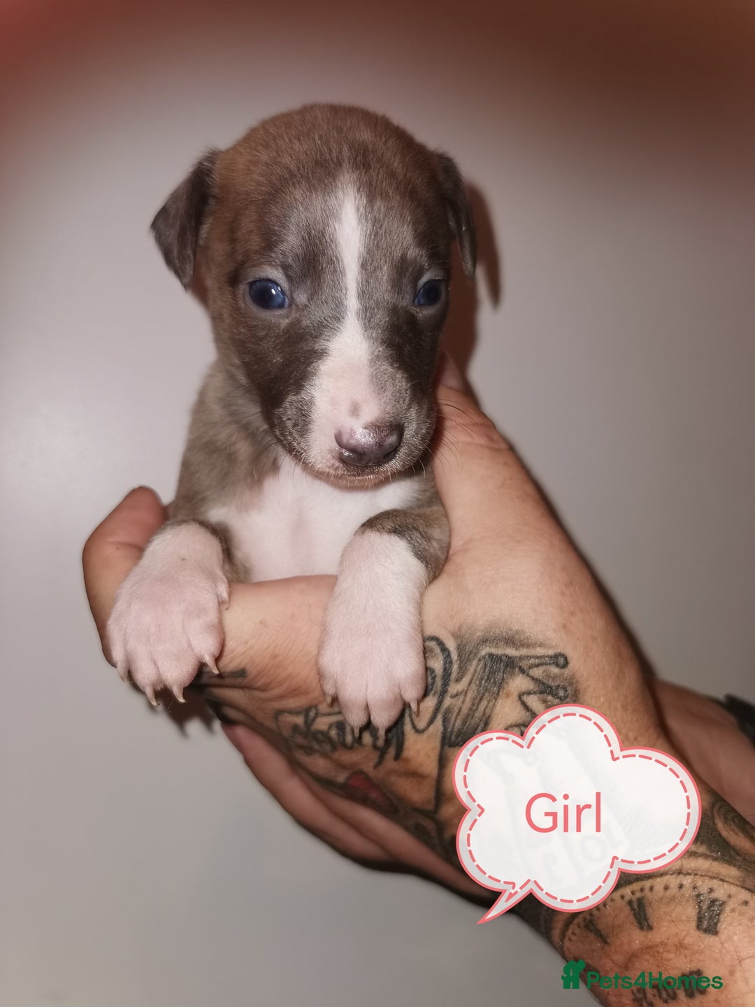 Whippet dogs for sale: Lovely petite whippets for sale  - Image 20