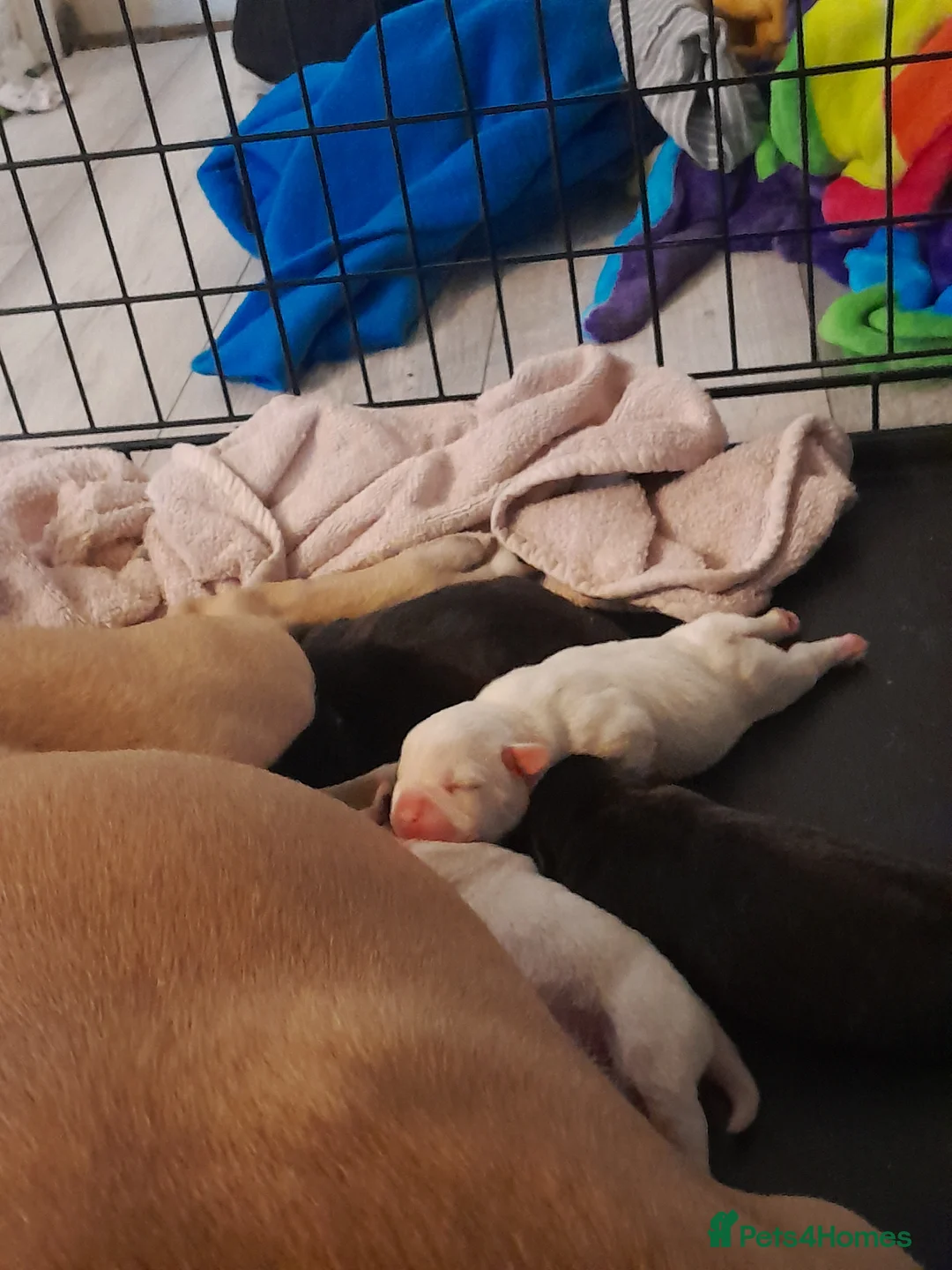 Mixed Breed dogs for sale: Mixed breed - Advert 8