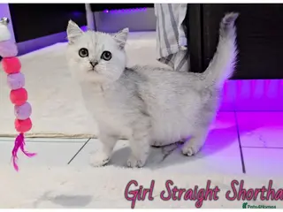 Scottish Fold cats Scotish fold kittens - Advert 1