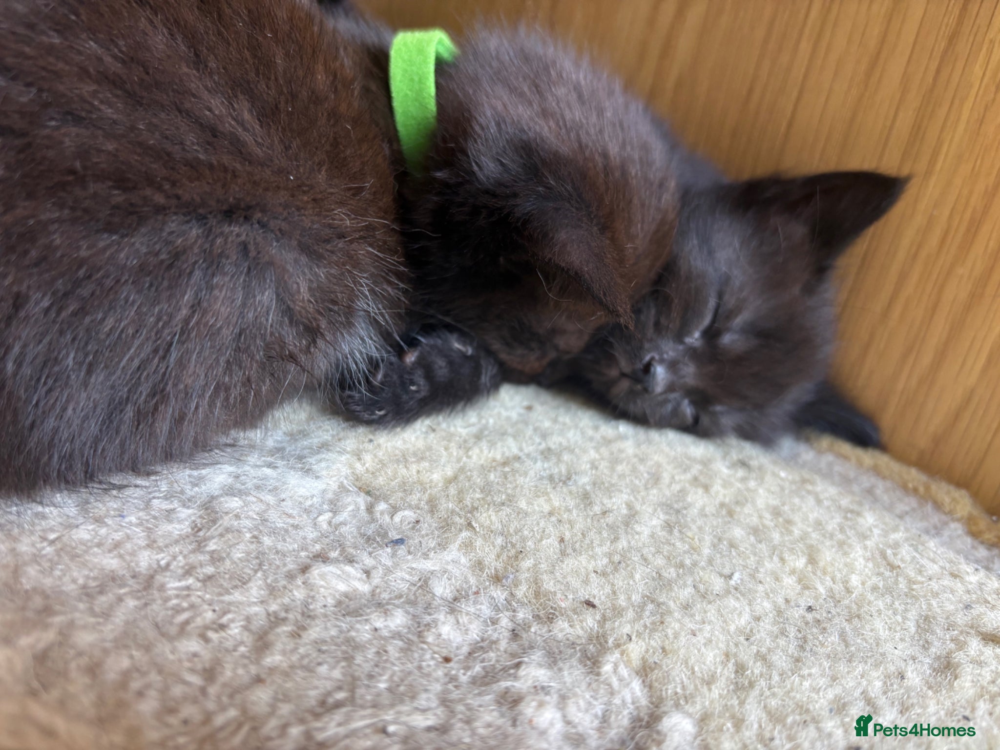 Mixed Breed cats for sale: Beautiful Kittens For Sale - Advert 11