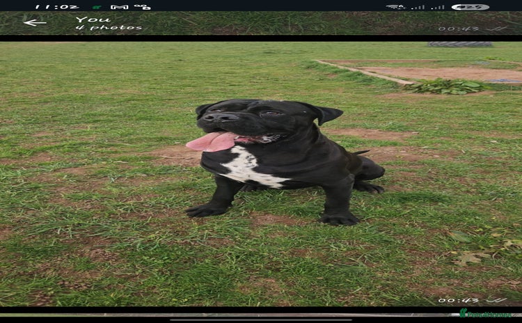 Cane Corso dogs - Advert 1
