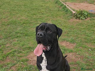 Cane Corso dogs Unique * champion breed * cane corso - Advert 1