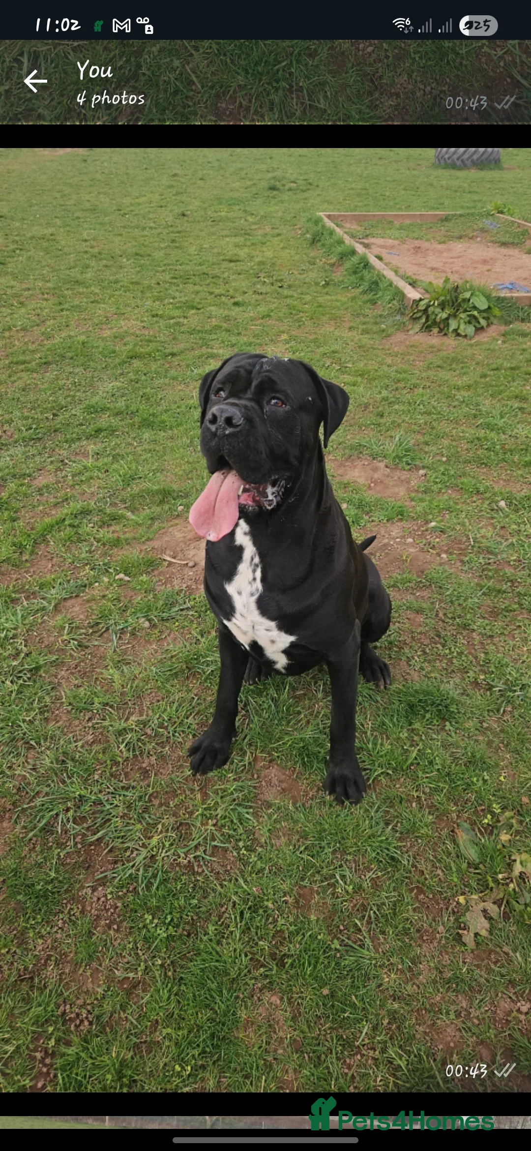 Cane Corso dogs for stud: Unique * champion breed * cane corso  - Advert 1