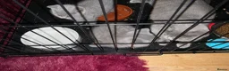 British Shorthair cats for sale: Beautiful kittens  - Advert 3