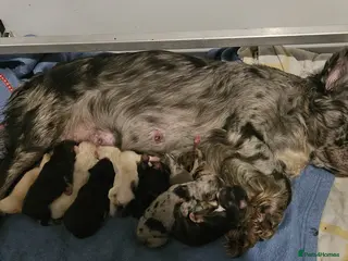 French Bulldog dogs Fluffy french bulldogs - Advert 2