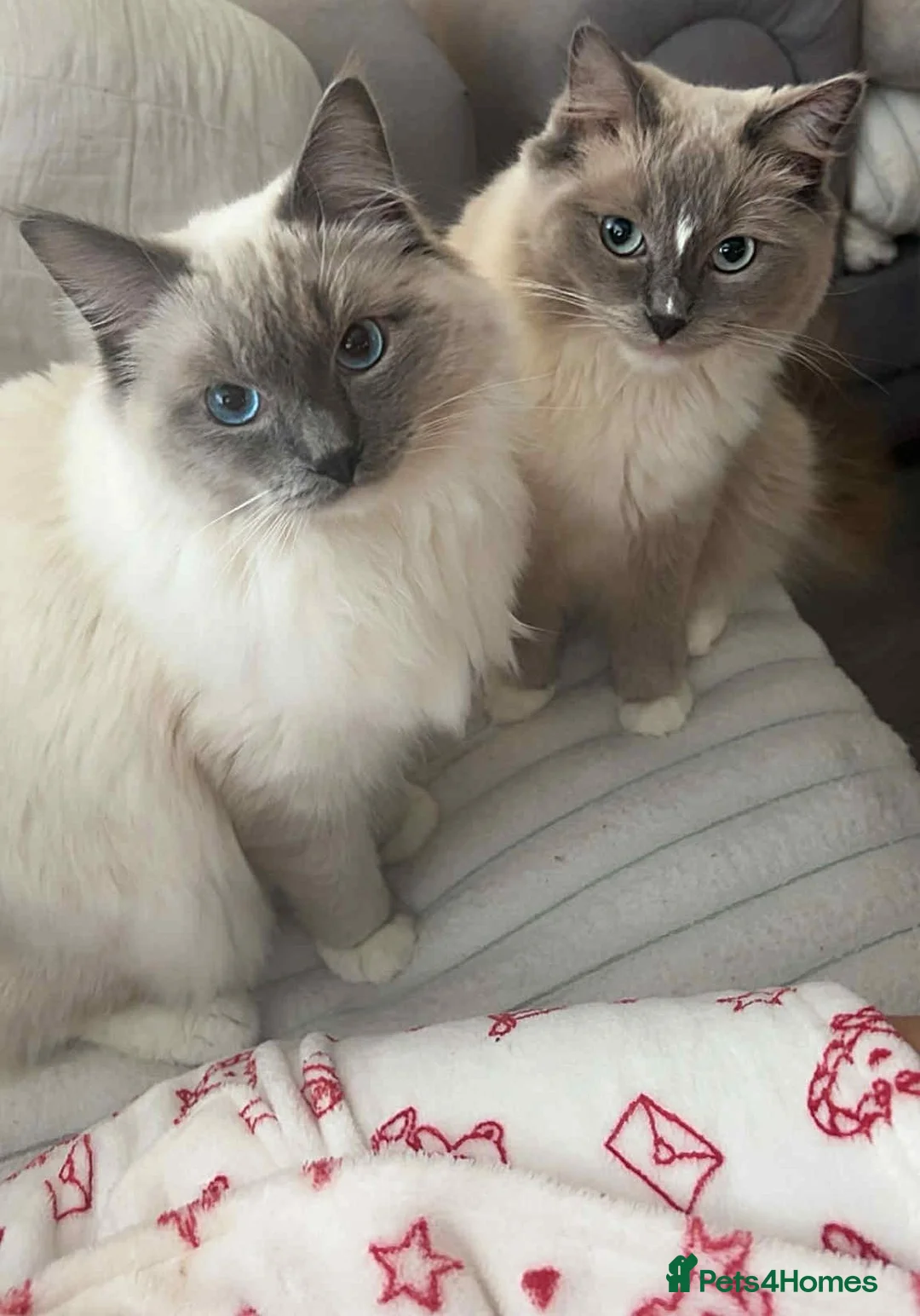 Ragdoll cats for sale: Pure breed ragdoll - Advert 1