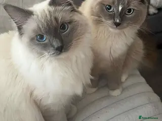 Ragdoll cats Pure breed ragdoll - Advert 1