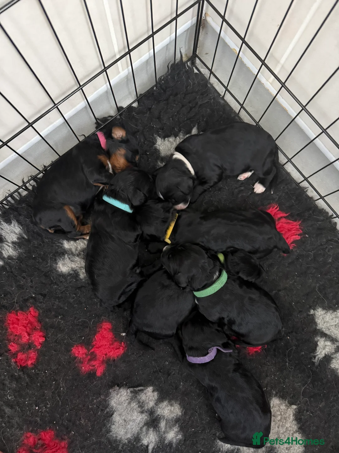 Sproodle dogs for sale: Beautiful sproodle puppies  - Advert 14