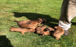 Lakeland Terrier dogs for sale: Lakeland terrier puppies - Image 9
