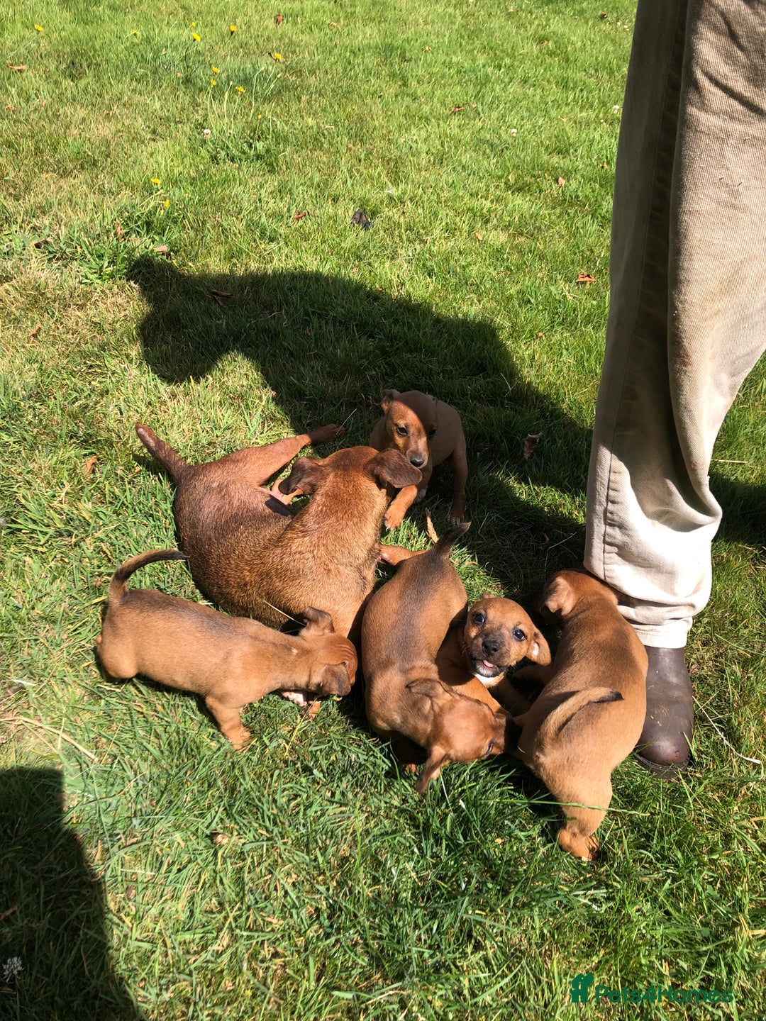 Lakeland Terrier dogs for sale: Lakeland terrier puppies - Image 9
