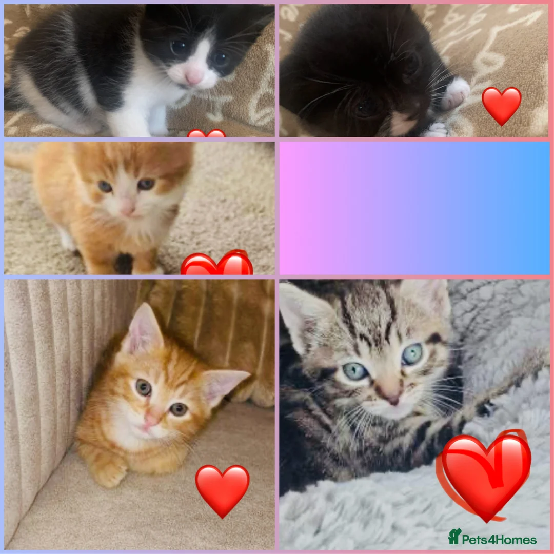 Mixed Breed cats for sale: Friendly and playful kittens  in Liverpool - Advert 1