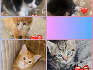 Mixed Breed cats Friendly and playful kittens - Advert 1