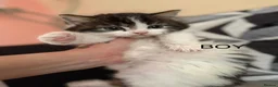 Mixed Breed cats for sale: Cats looking lovely home in Manchester - Advert 4