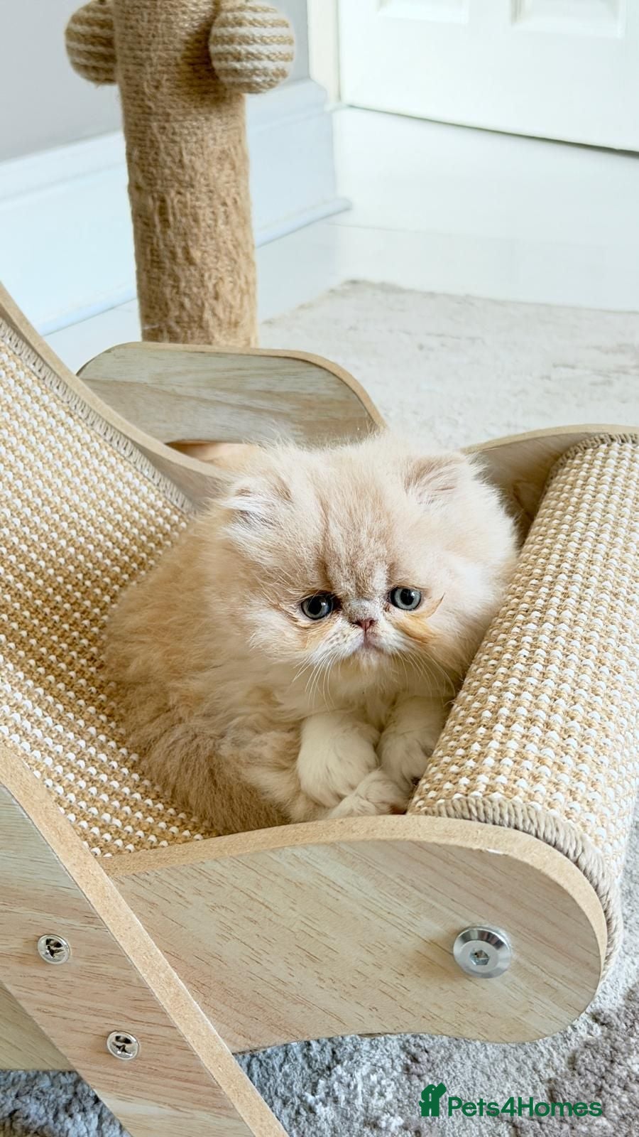 Persian cats Exotic Persian Kittens  - Advert 6