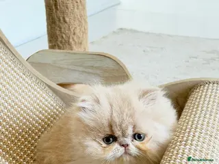 Persian cats Pure Persian Exotic Kittens - Advert 2