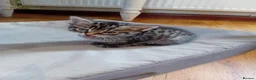 British Shorthair cats for sale: Beautiful mackerel tabby kittens in Stockbridge - Advert 7