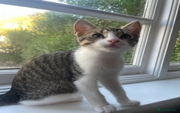 Domestic Shorthair cats for sale: Cute friendly kittens - 2 left - Image 4