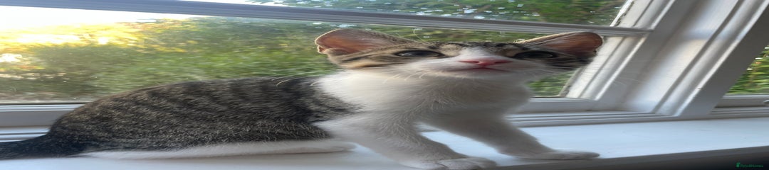 tabby