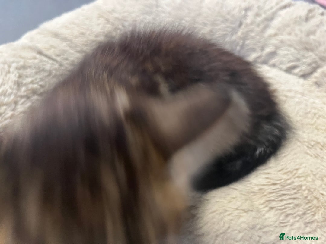 Siberian cats for sale: 🐾 Beautiful Siberian mixed green eyed boy Kitten - Advert 12