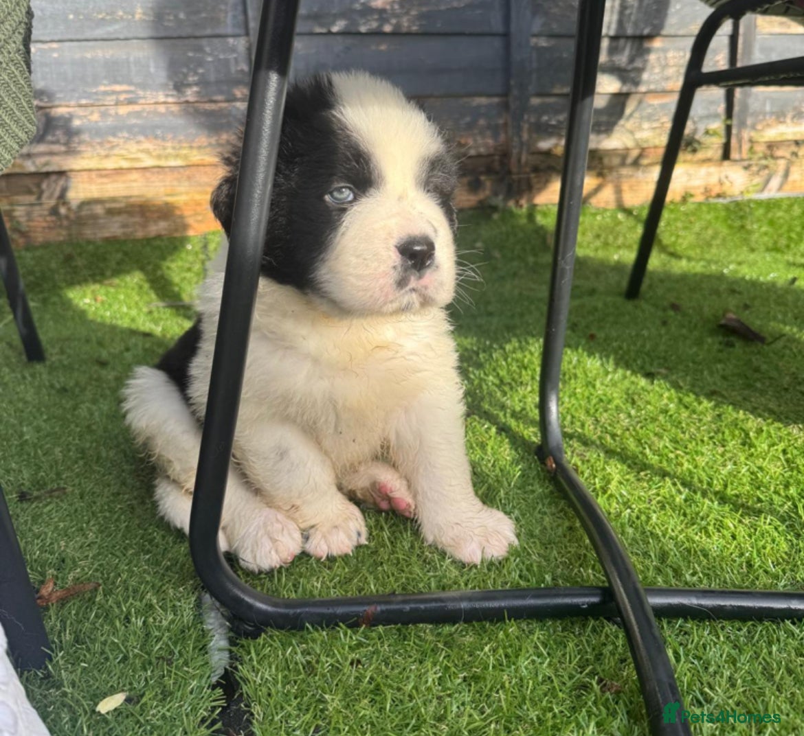 Mixed Breed dogs Newfoundland/Saint Bernard pup - Advert 2