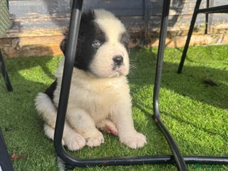 Mixed Breed dogs Newfoundland/Saint Bernard pup - Advert 16