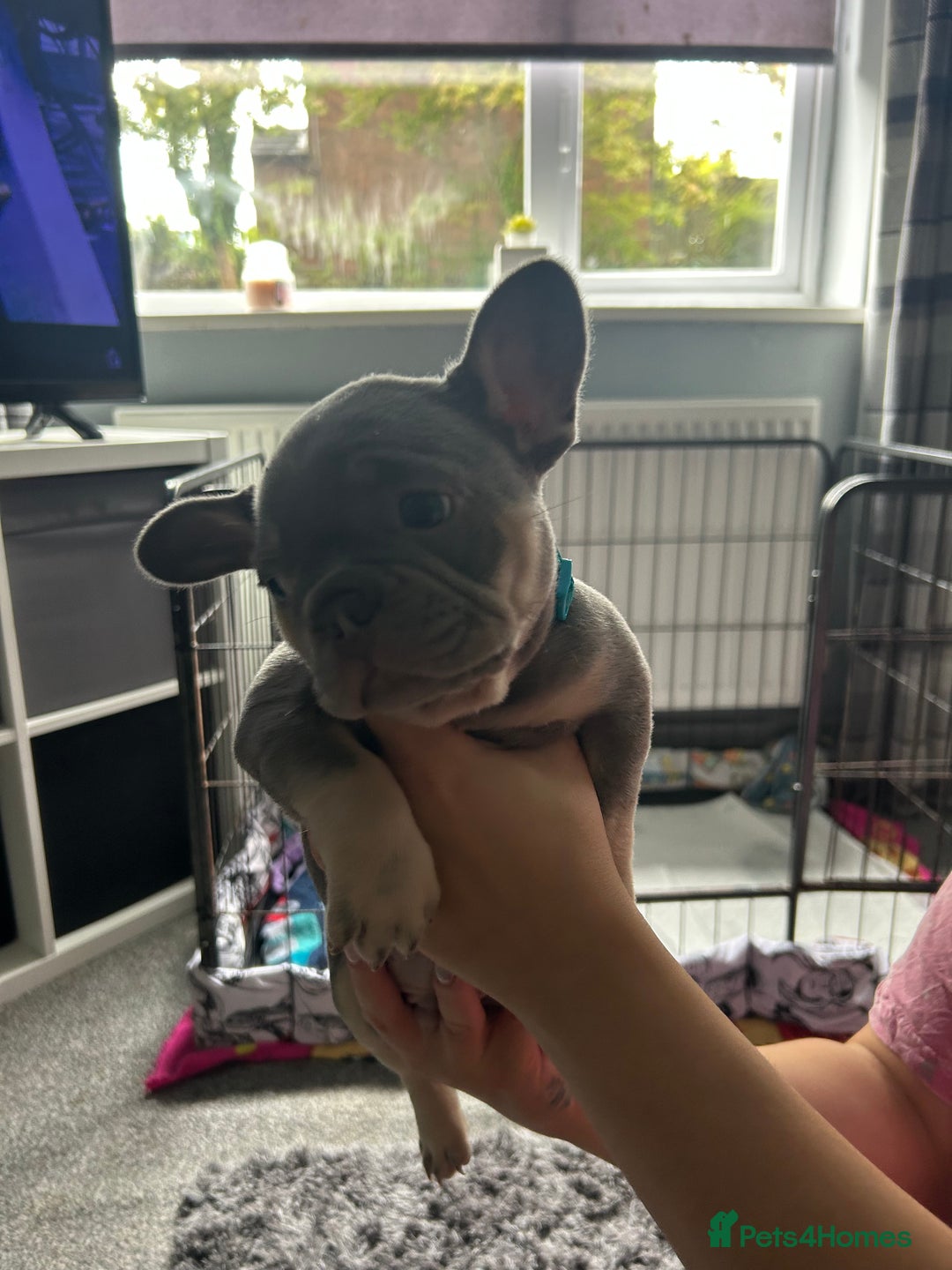 French Bulldog dogs for sale: Two stunning lilac and tan frenchies - Image 5